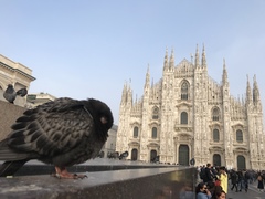 Columba livia domestica