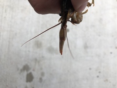 Faxonius cristavarius