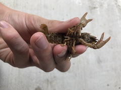 Faxonius cristavarius