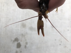 Faxonius cristavarius