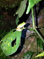 Sierra Juarez Brook Frog photo 4