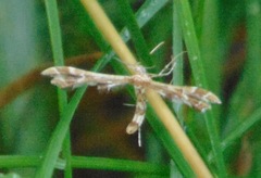Geina periscelidactylus