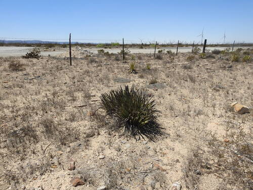 Yucca endlichiana