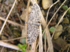 Eupithecia lafontaineata