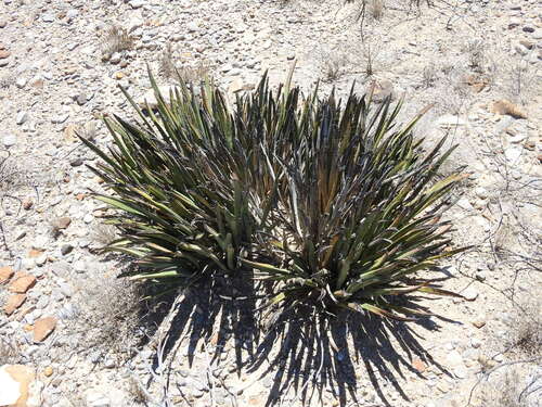 creeping dwarf yucca (Yucca endlichiana)