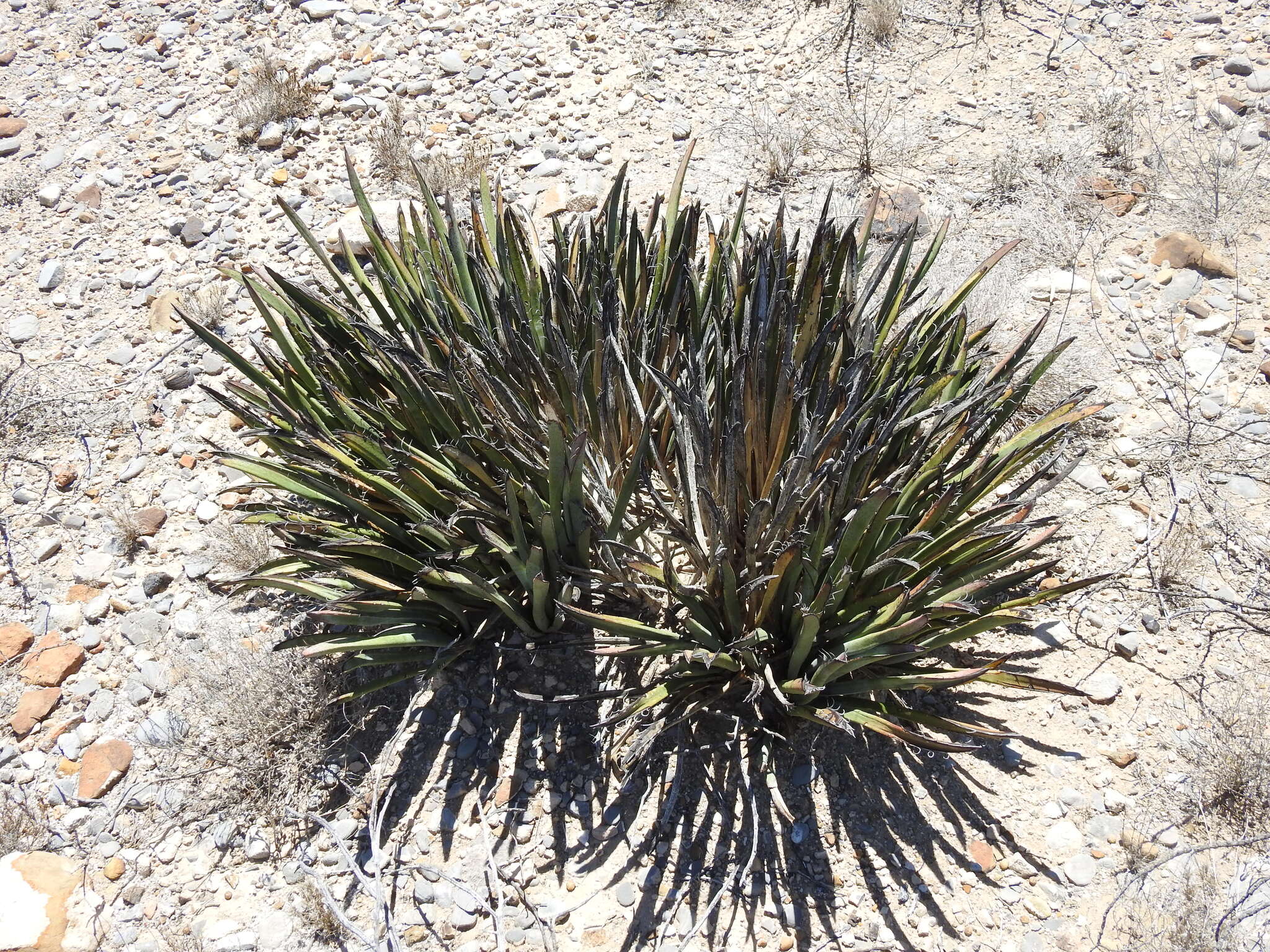 Creeping Dwarf Yucca (Yucca endlichiana)