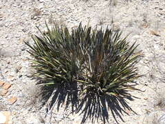 Creeping Dwarf Yucca (Yucca endlichiana)