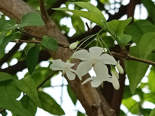 Image of Wrightia religiosa by (c) Ong Jyh Seng, some rights reserved (CC BY-SA)