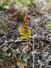 Botrychium lanceolatum