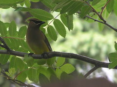 Bombycilla cedrorum