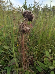 Cirsium drummondii