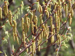 (c) Marco Mussita, some rights reserved (CC BY) Carpinus japonica, photograph (c) Marco Mussita, some rights reserved (CC BY)