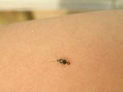 Tropidosteptes