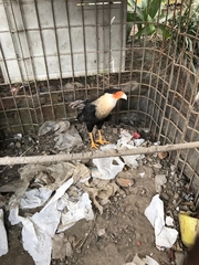 Caracara