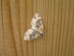 Xanthorhoe ferrugata
