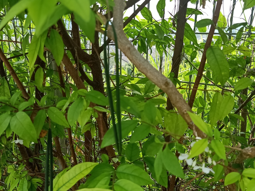 Wrightia religiosa, Labu, Negeri Sembilan, Malaysia