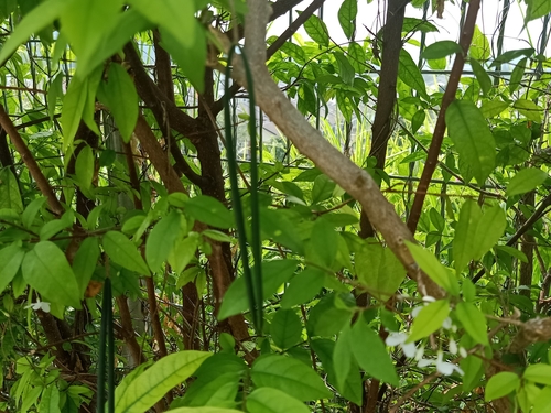 Image of Wrightia religiosa by (c) Ong Jyh Seng, some rights reserved (CC BY-SA)