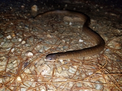 Stenorrhina degenhardtii