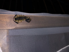 Centruroides bicolor