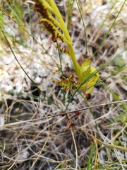Botrychium pinnatum