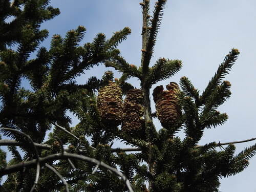 Image of Abies vejarii by (c) Leticia Jiménez Hernández, some rights reserved (CC BY-SA)