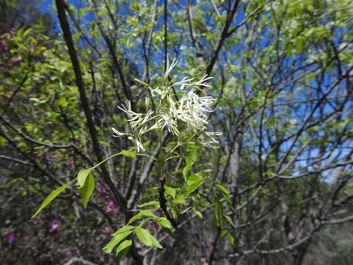 Fragrant Ash (Fraxinus cuspidata)