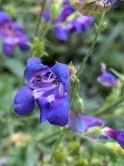 Penstemon neotericus