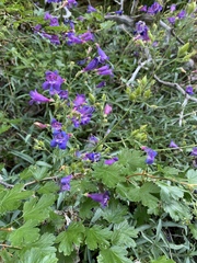 Penstemon neotericus