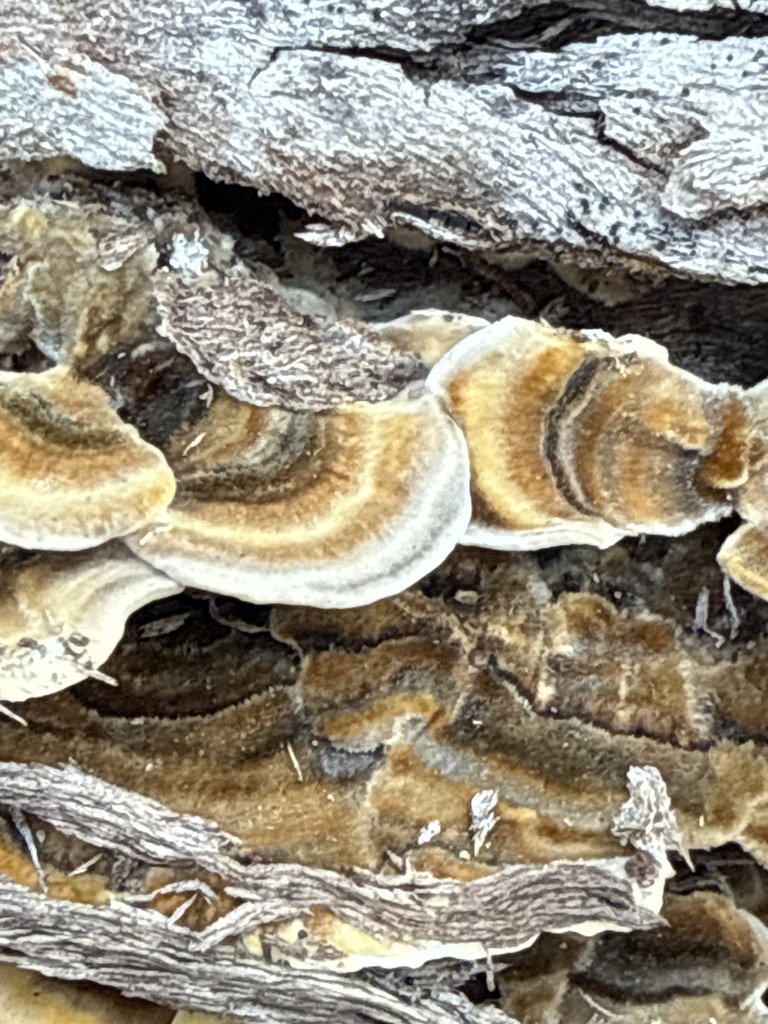 Trametes versicolor · April 2025 · photo: © stephvg (iNaturalist, cc0)