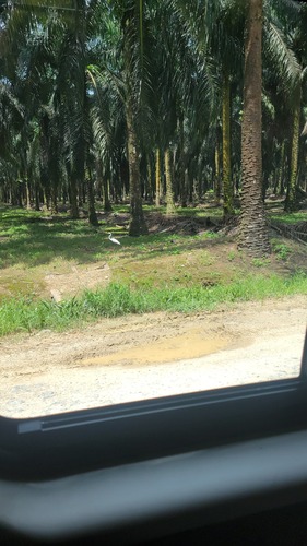 Great Egret