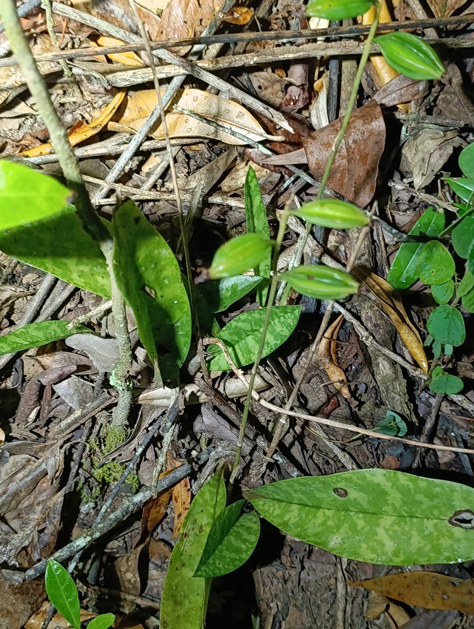 Eulophia maculata