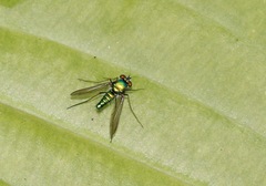 Condylostylus comatus