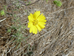 Hemizonia congesta lutescens