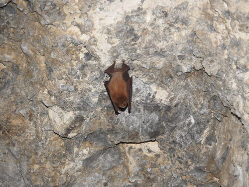 Ghost-faced Bat