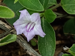 Ruellia repens