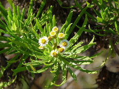 Darwiniothamnus tenuifolius