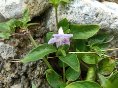 Ruellia repens