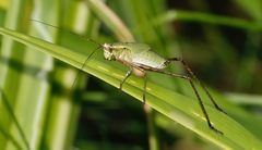 Scudderia furcata