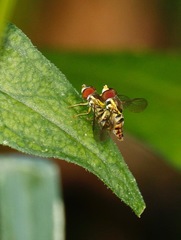 Toxomerus geminatus