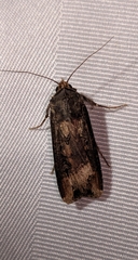 Agrotis ipsilon