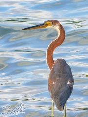 Egretta tricolor