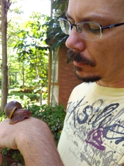 Crocothemis