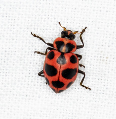 Coleomegilla maculata