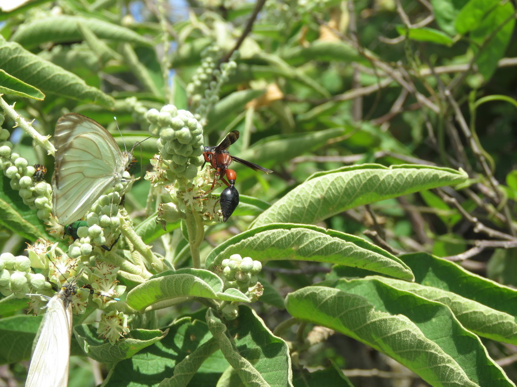 Zethus mexicanus