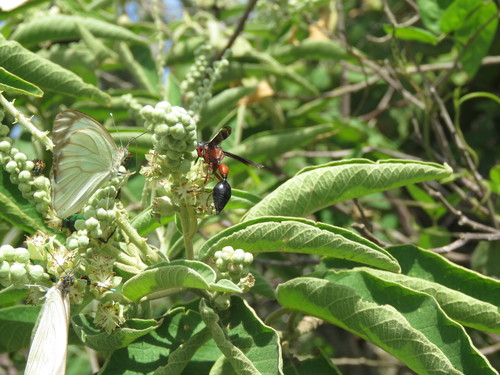 Zethus mexicanus