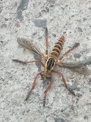 Diogmites craverii