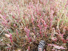 Salicornia rubra