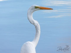 Ardea alba