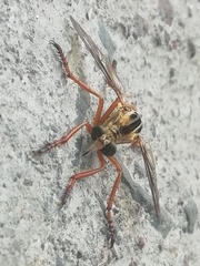 Diogmites craverii
