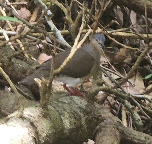 gray-headed dove (Leptotila plumbeiceps)